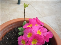 c044965d-Primula i smokva.JPG